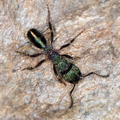 Greenhead Ant (Rhytidoponera metallica) (Rhytidoponera metallica)